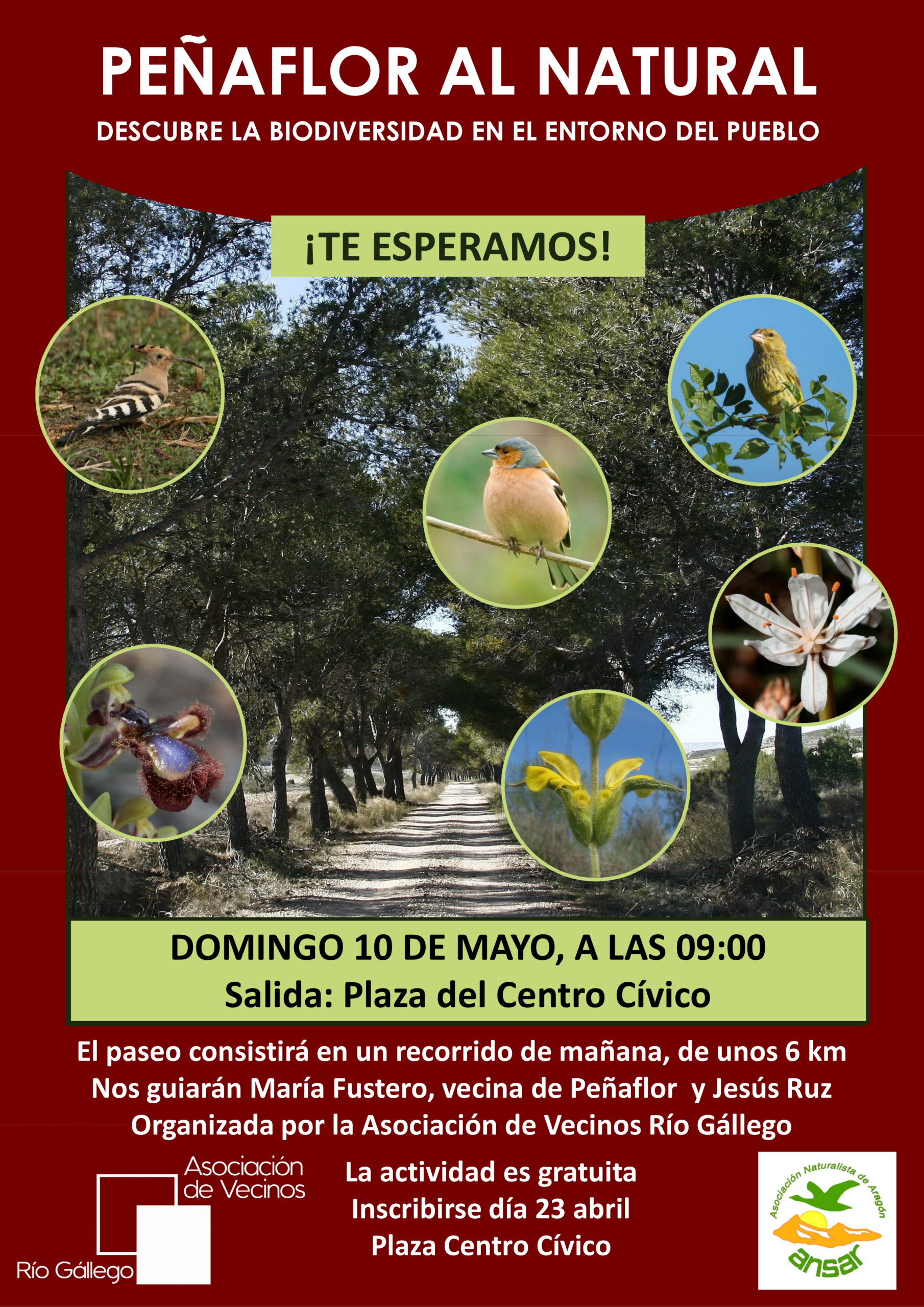 Cartel paseo Naturalista por el entorno de Peñaflor de Gállego